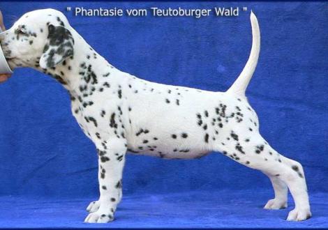 Phantasie vom Teutoburger Wald (Besitzer: Susanne Weigel-Höhl in 37083 Göttingen)