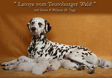 Latoya vom Teutoburger Wald 
