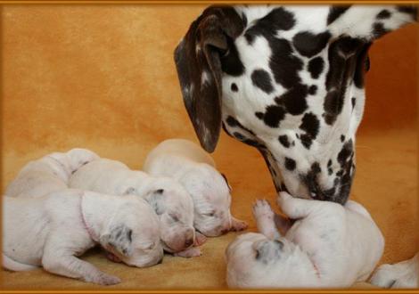 Papa Christi ORMOND Coppola prüft, ob mit seinen Babys alles in Ordnung ist.