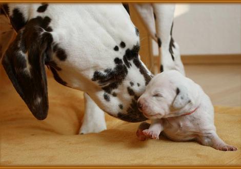 Papa Coppola begrüßt seine Tochter Lady Orange