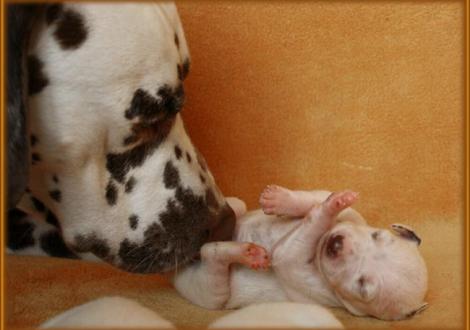 Papa Coppola macht einen Geruchstest bei seinem Sohn Mr. Lila