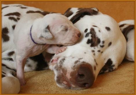 Mr. Lila mit Mama Latoya vom Teutoburger Wald