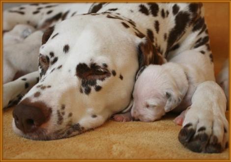 Mama Latoya vom Teutoburger Wald kuschelt mit ihrem Sohn Mr. Lila