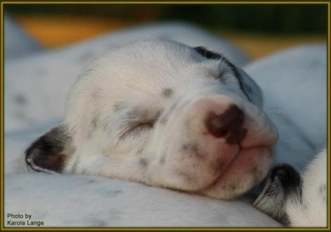 Rüde Nr. 1: ohne Halsband