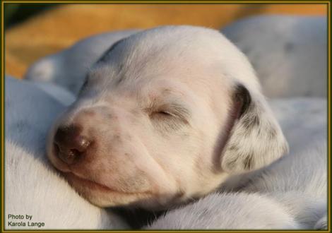 Rüde Nr. 2: lila Halsband