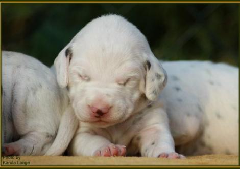 Rüde Nr. 4: blaues Halsband