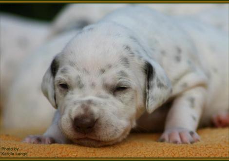 Hündin Nr. 1: ohne Halsband