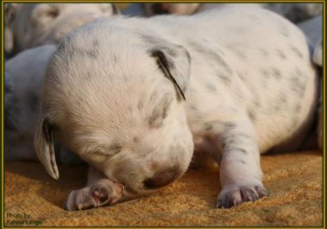 Hündin Nr. 2: rosa Halsband