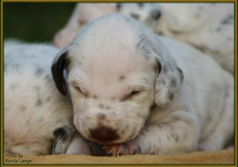 Hündin Nr. 4: ohne Halsband (Ohrplatte)