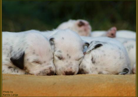 Dreierkuscheln (Lady Ohrplatte, Mr. Lila und Lady Rosa)