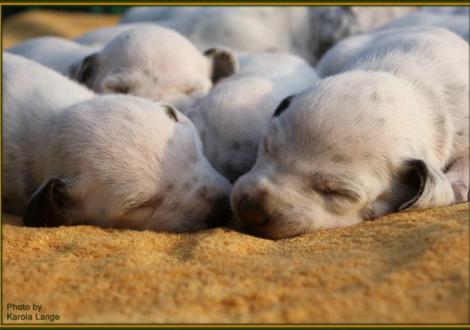 Lady Platte und Lady Rosa