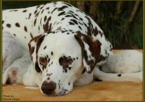 Alles meine!!! (zufriedene Mama Latoya vom Teutoburger Wald)