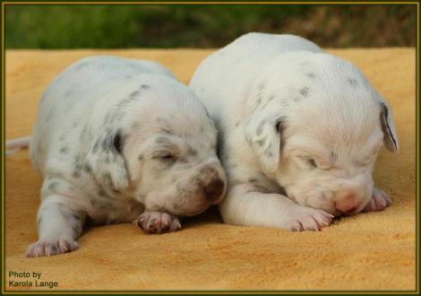 Lady Ohne mit Mr. Rot