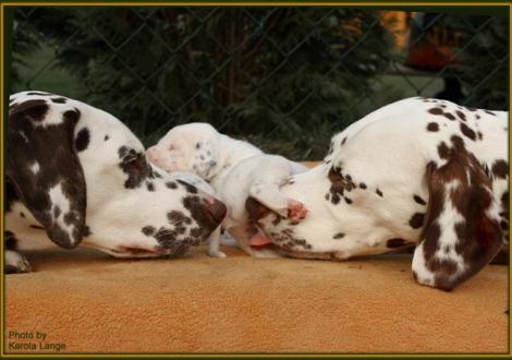 Popo abputzen ...das kann ich auch!!! Tante Christi ORMOND Everest Maxima (Eve) mit Mama Latoya vom Teutoburger Wald