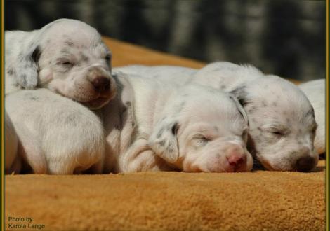 Lady Ohne mit Mr. Rot und Lady Rosa