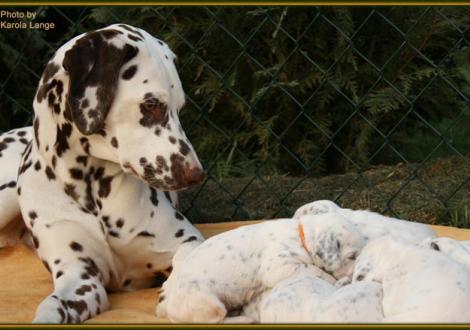 ...huch, da hat sich was bewegt!!! Tante Christi ORMOND Everest Maxima, gen. Eve