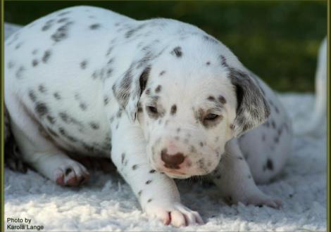 Wir sind ganz schön gewachsen! Rüde Nr. 1: ohne Halsband, Quiet Quarter vom Teutoburger Wald
