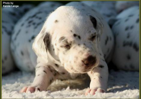 Rüde Nr. 2: lila Halsband, Quality Quest vom Teutoburger Wald