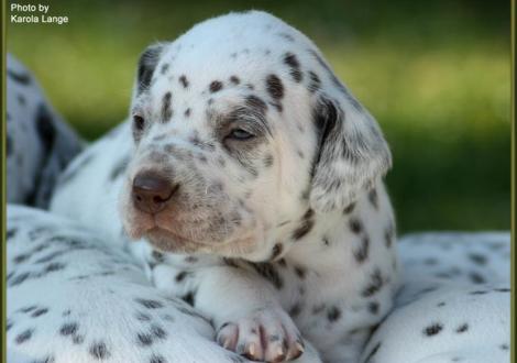 Hündin Nr. 1: ohne Halsband, Quienna vom Teutoburger Wald