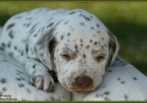 Hündin Nr. 2: rosa Halsband, Quiet Surprise vom Teutoburger Wald