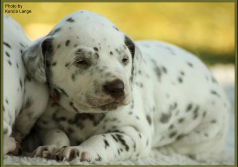 Hündin Nr. 3: oranges Halsband, Quality Queen vom Teutoburger Wald