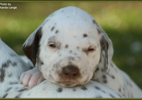 Hündin Nr. 4: ohne Halsband (Ohrplatte), Quirin vom Teutoburger Wald
