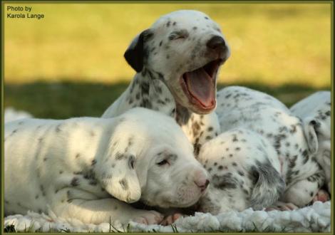Mr. Blau mit Lady Platte und Lady Rosa