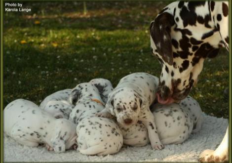 Hier herrscht Arbeitsteilung ...Papa Coppola nimmt seine Vaterpflichten sehr ernst!
