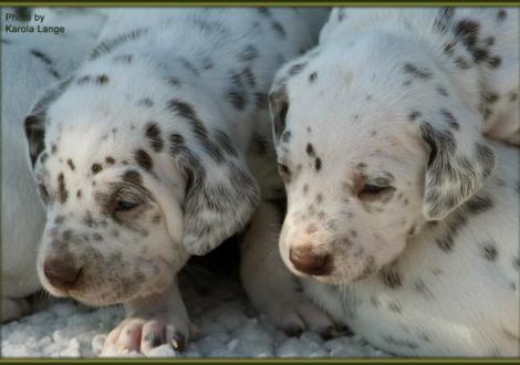 Lady Ohne mit Mr. Lila