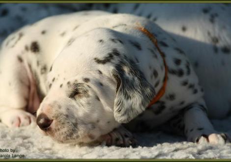 Lady Orange nimmt ein Sonnenbad!