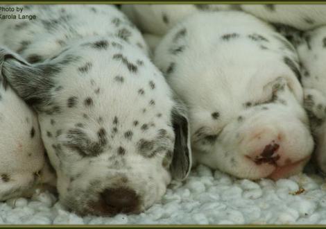 Lady Rosa mit Mr. Rot