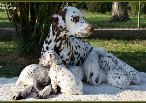 Mama Latoya vom Teutoburger Wald mit Lady Orange und den restlichen 7 Zwergen!