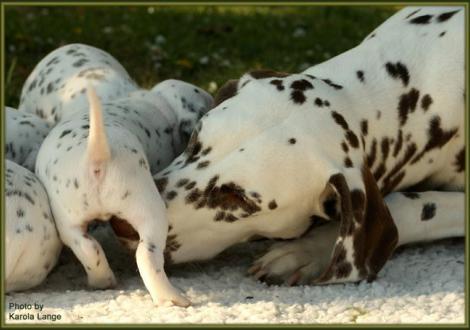 Tante Eve (Christi ORMOND Everest Maxima) schaut bei Mr. Rot, ob auch alles dran ist!