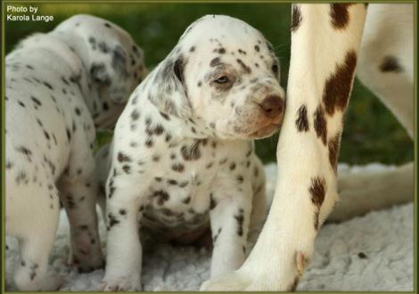 Lady Ohne bestaunt neidvoll Tante Eve`s lange schlanken Beine!