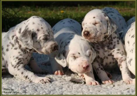 Was mischt der sich denn in unseren Frauentratsch!