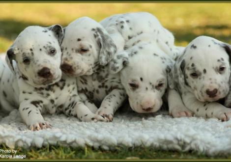 Lady Orange, Lady Platte, Mr. Rot und Mr. Ohne