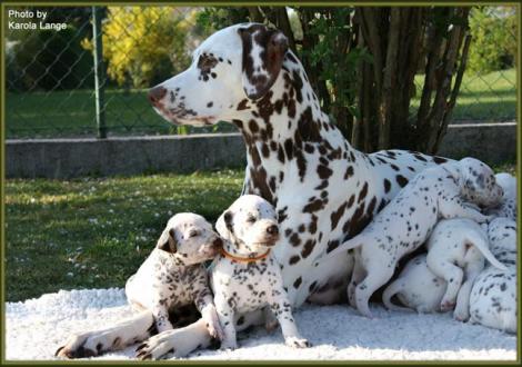 Stolze Mama Latoya vom Teutoburger Wald mit ihren Töchtern Lady Platte und Lady Orange!