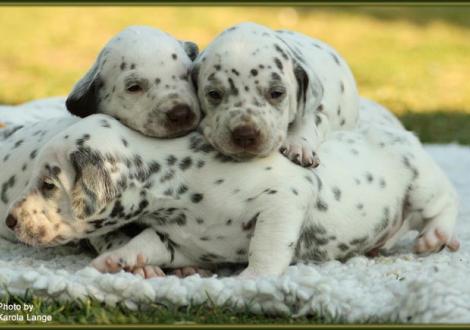 He, bleib hier, du bist ne super Kopfstütze! Lady Platte und Lady Ohne liegen auf Mr. Ohne