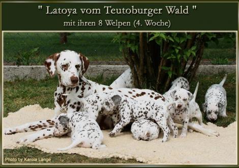 Latoya vom Teutoburger Wald mit ihren 8 Welpen (4. Woche)