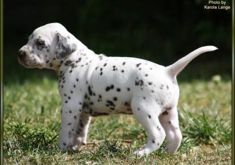 Rüde Nr. 2: lila Halsband, Quality Quest vom Teutoburger Wald