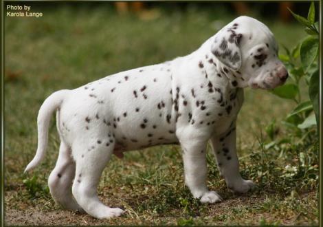 Rüde Nr. 3: rotes Halsband, Quilaz vom Teutoburger Wald