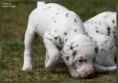 Rüde Nr. 4: blaues Halsband, Quentin vom Teutoburger Wald