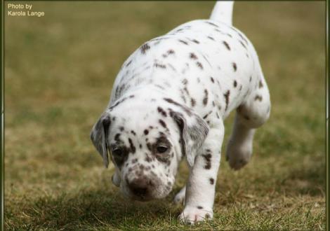 Hündin Nr. 1: ohne Halsband, Quienna vom Teutoburger Wald