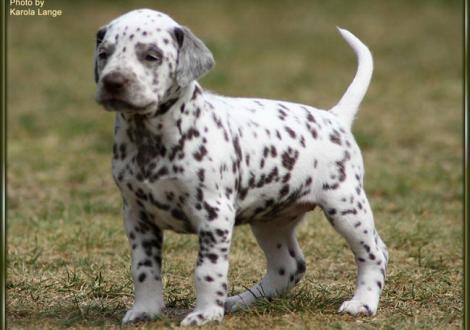 Hündin Nr. 2: rosa Halsband, Quiet Surprise vom Teutoburger Wald