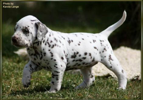 Hündin Nr. 3: oranges Halsband, Quality Queen vom Teutoburger Wald