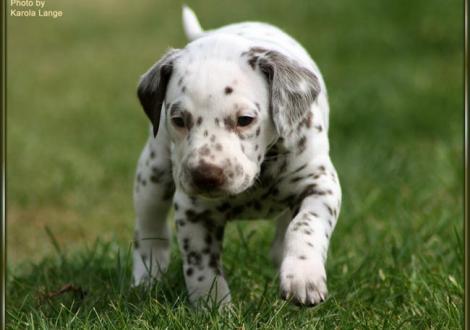Hündin Nr. 4: ohne Halsband (Ohrplatte), Quirin vom Teutoburger Wald