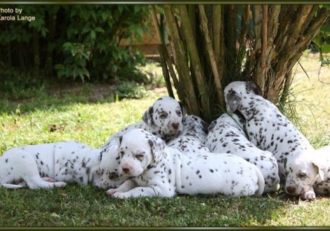 Impressionen, Alle 8 Zwerge dösen im Schatten!