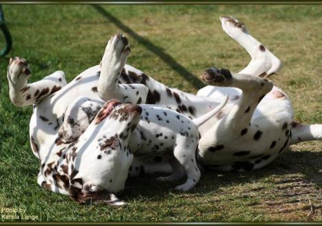 ... besiegt !!! Eve (Christi ORMOND Everest Maxima) mit Mr. Lila