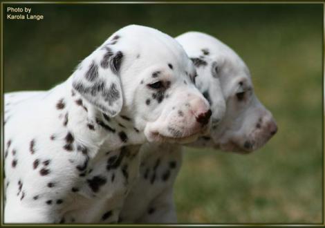 Mr. Rot mit Bruder Mr. Blau
