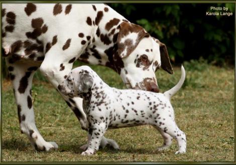 Oma Mochaccino DALMATIAN DREAM macht einen Geruchstest bei Lady Platte